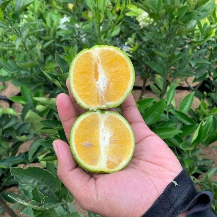 Citrus Baby Java (Citrus baby) live botanical specimen