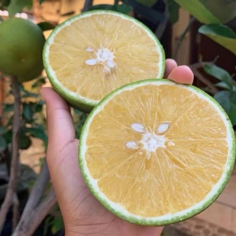 Citrus Baby Pacitan