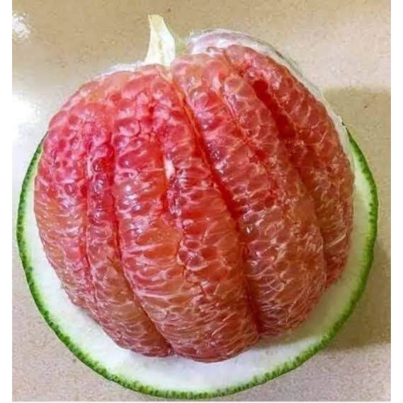 Citrus Bali Madu Jumbo
