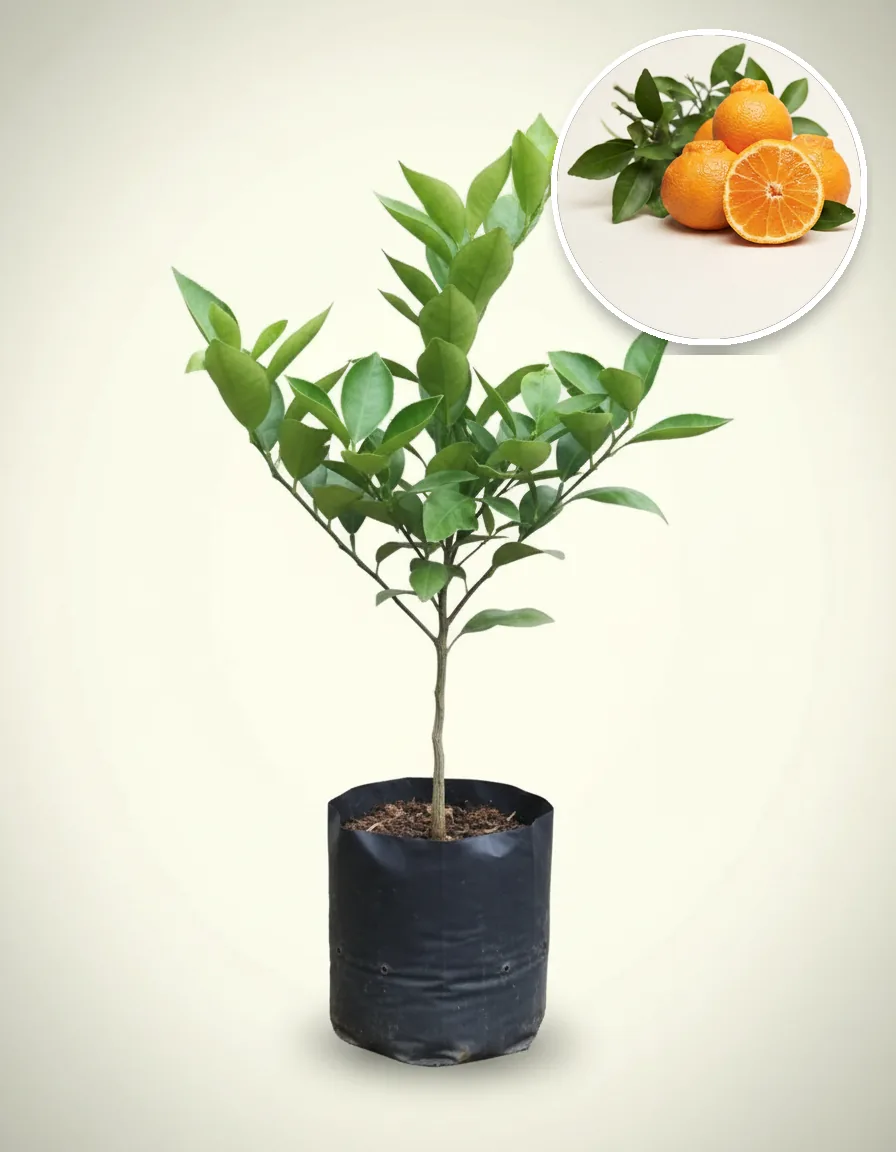 Citrus Dekopon Jumbo