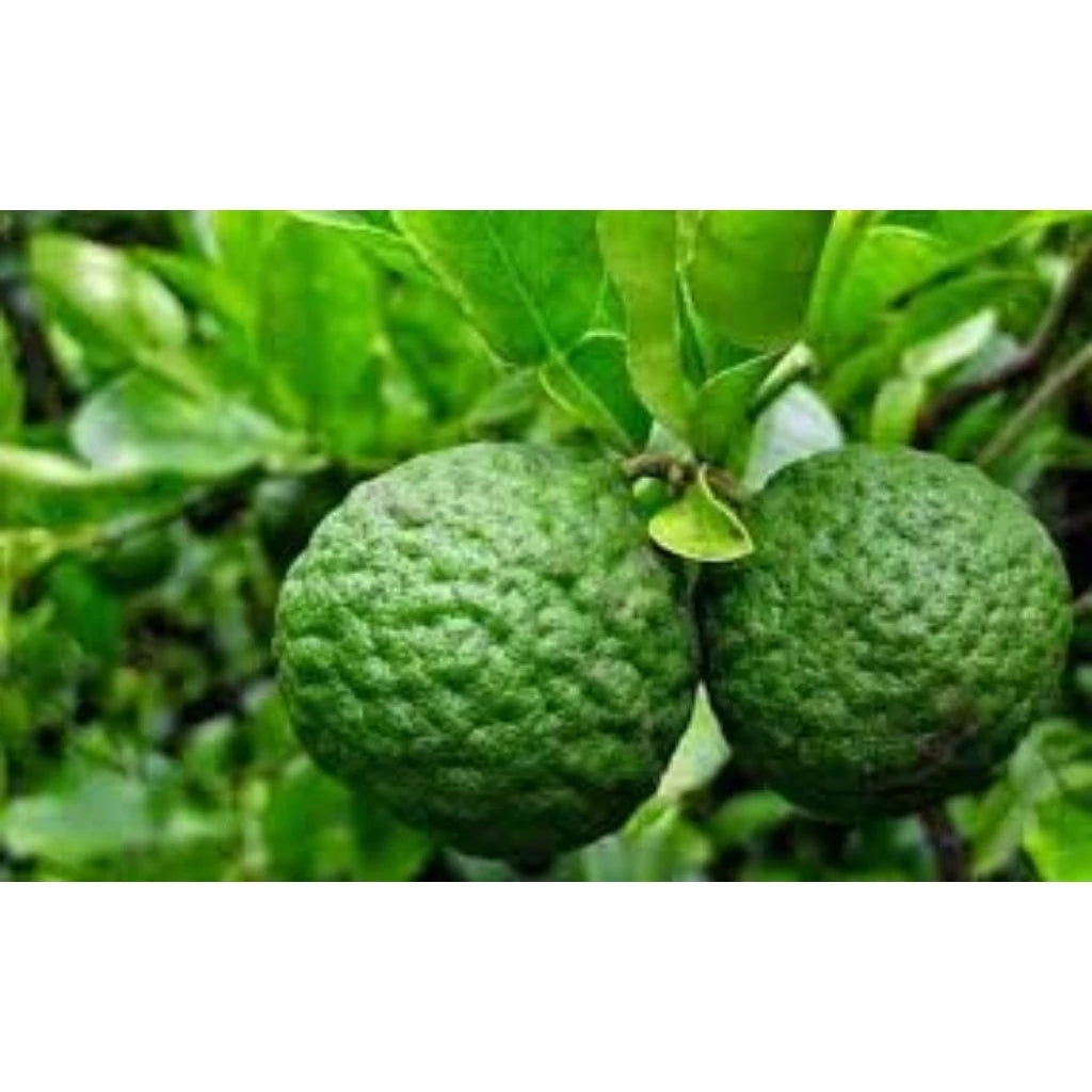 Citrus Hystrix