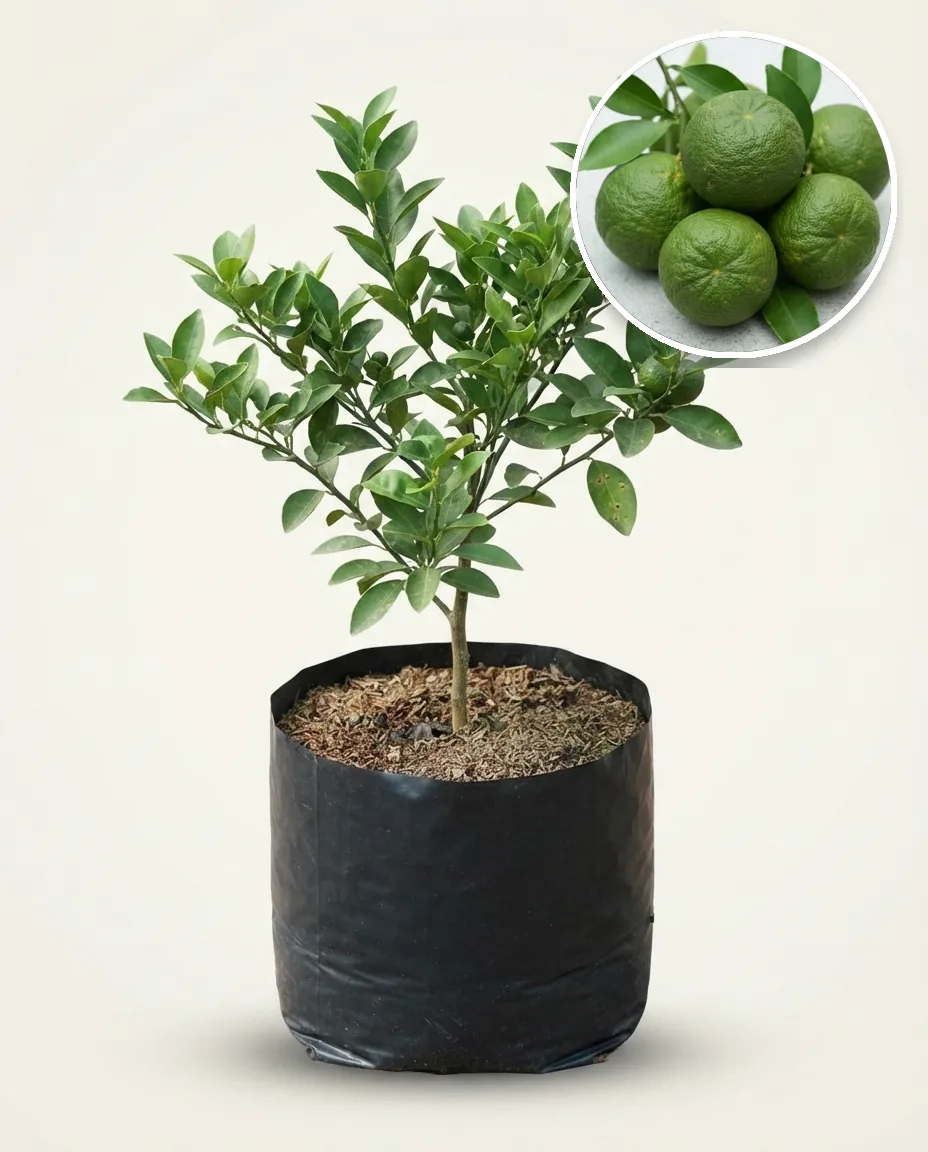 Citrus Ice (Citrus ice) live botanical specimen