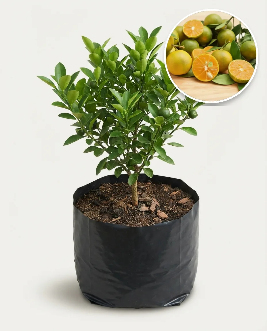 Citrus Kasturi (Citrus kasturi) live botanical specimen