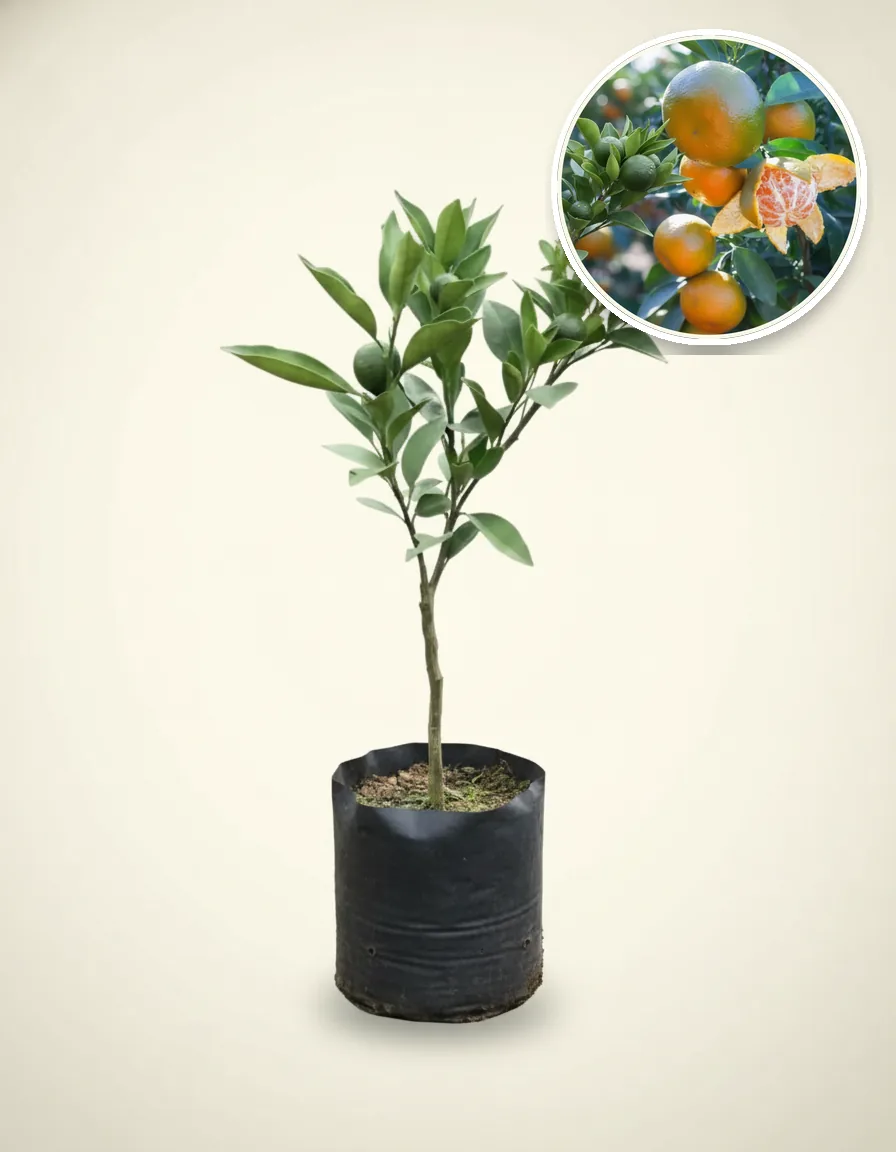 Citrus Keprok Madu (Citrus keprok) live botanical specimen