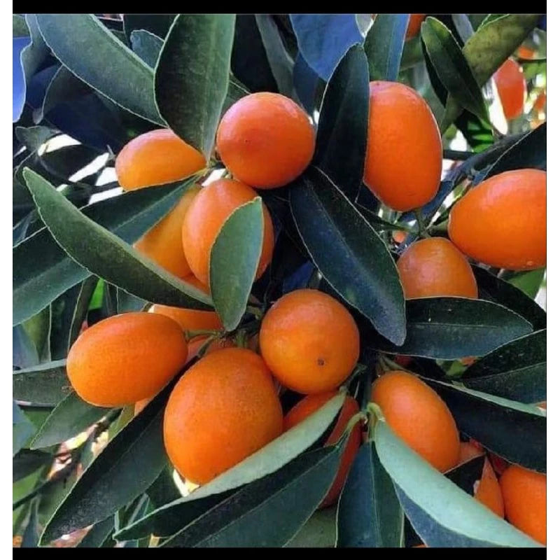 Citrus Kimkit Madu (Citrus kimkit) live botanical specimen