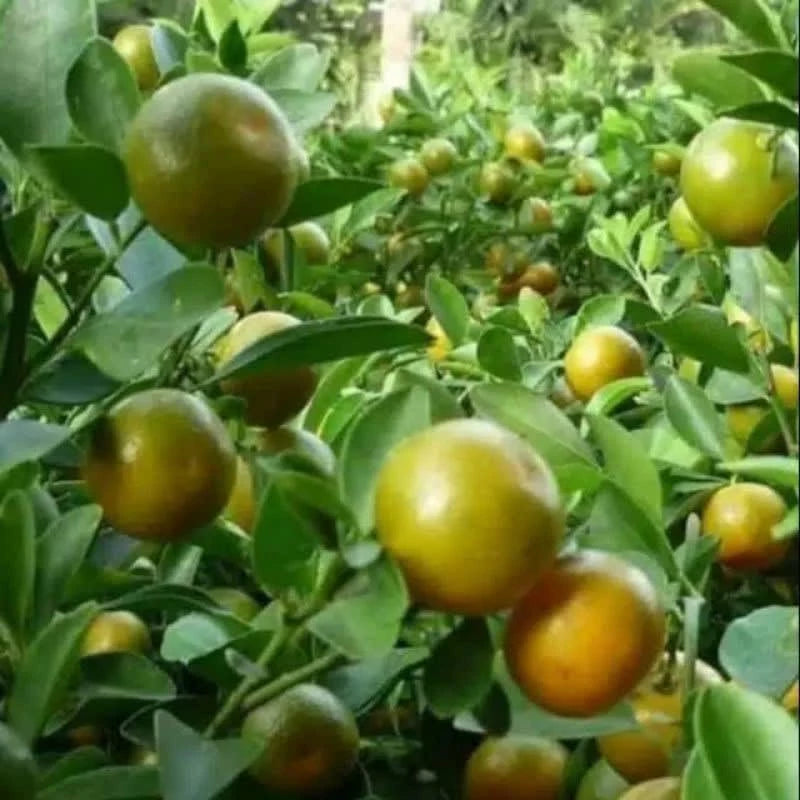 Citrus Kunci (Citrus kunci) live botanical specimen