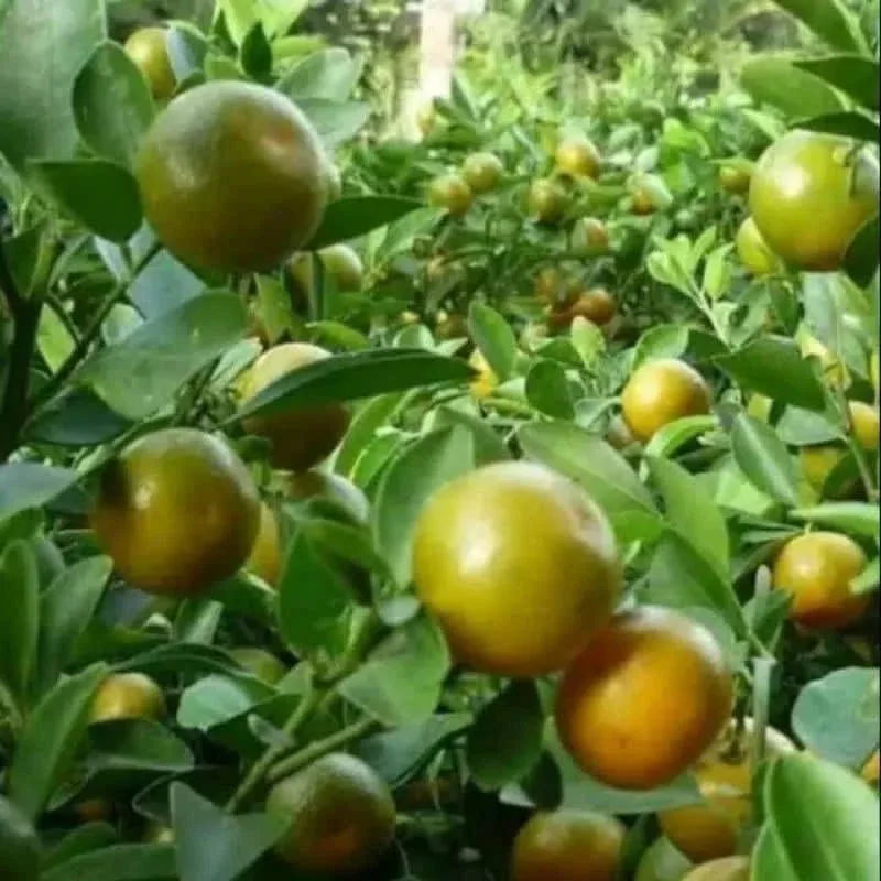 Citrus Kunci