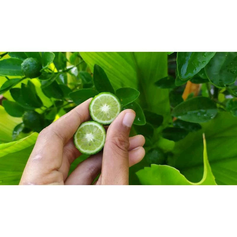 Citrus Limau (Citrus limau) live botanical specimen