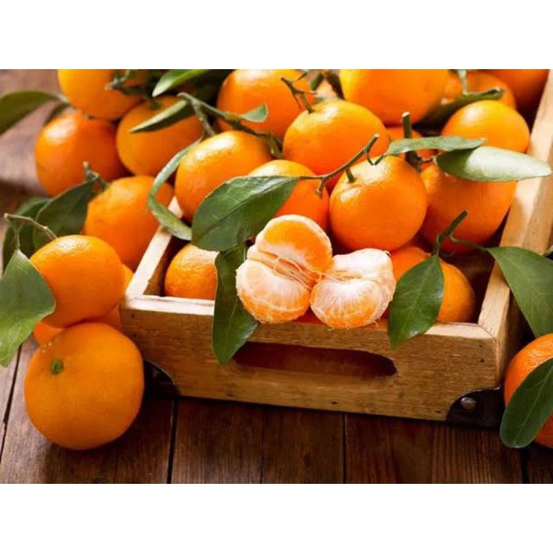 Citrus Mandarin (Citrus mandarin) live botanical specimen