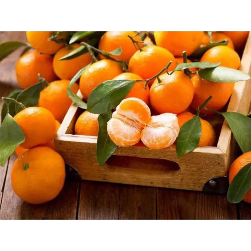 Citrus Mandarin