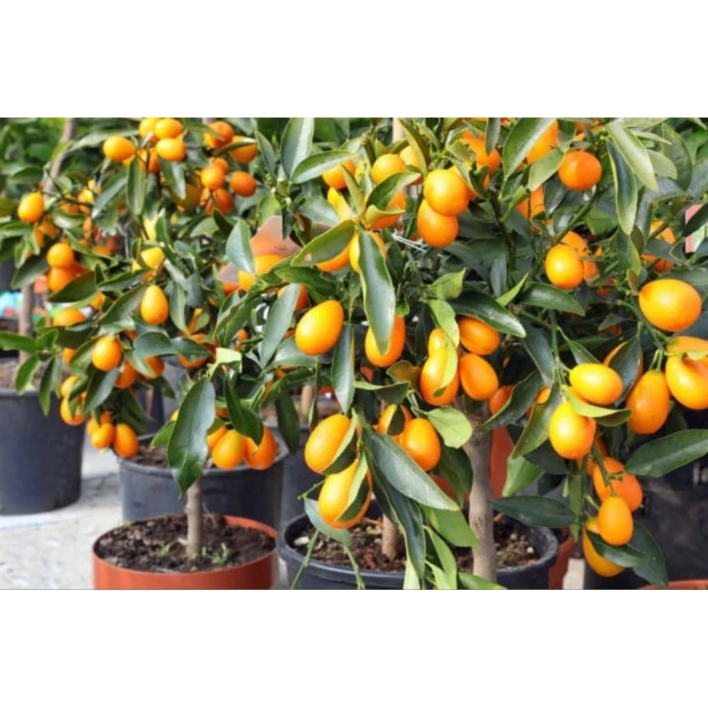 Citrus Nagami (Citrus nagami) live botanical specimen