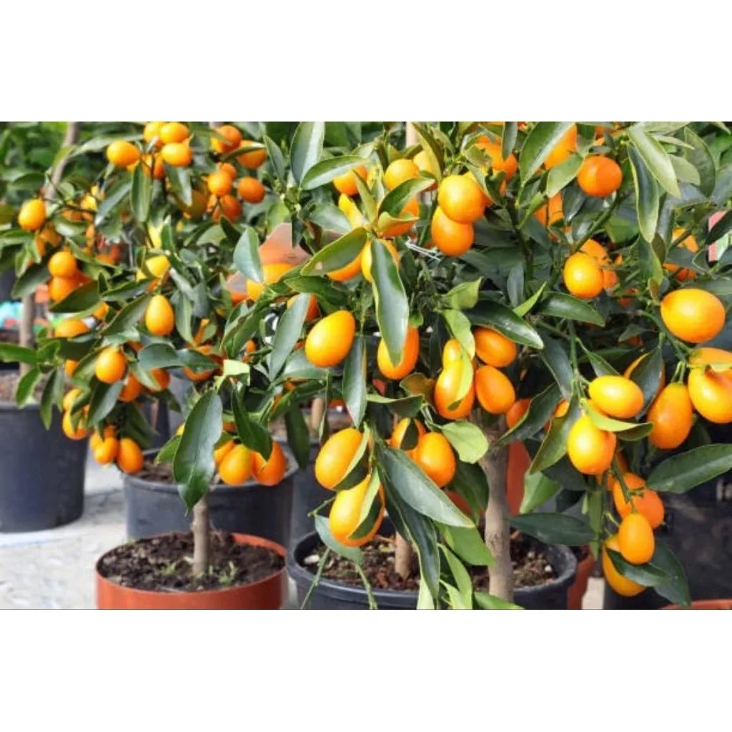 Citrus Nagami