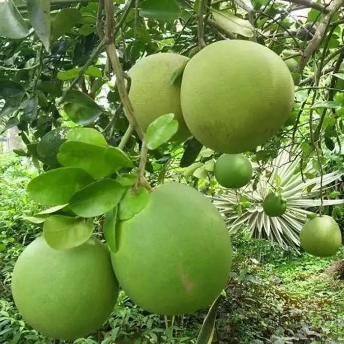 Citrus Pamelo Jumbo (Citrus pamelo) live botanical specimen
