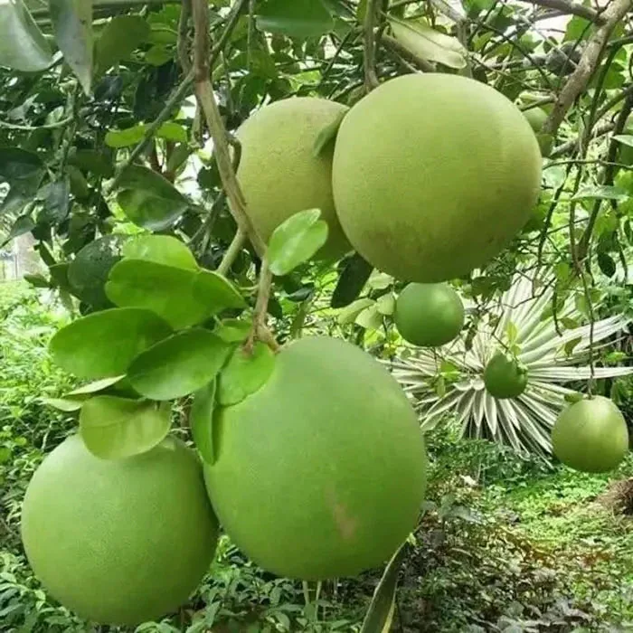 Citrus Pamelo Jumbo
