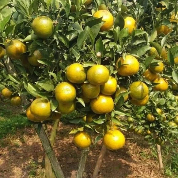 Citrus Pontianak (Citrus pontianak) live botanical specimen