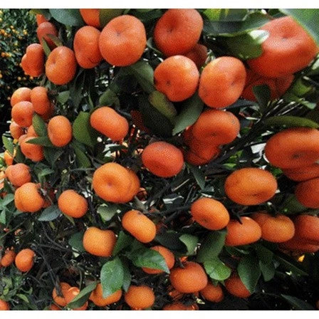 Citrus Santang Madu (Citrus santang) live botanical specimen