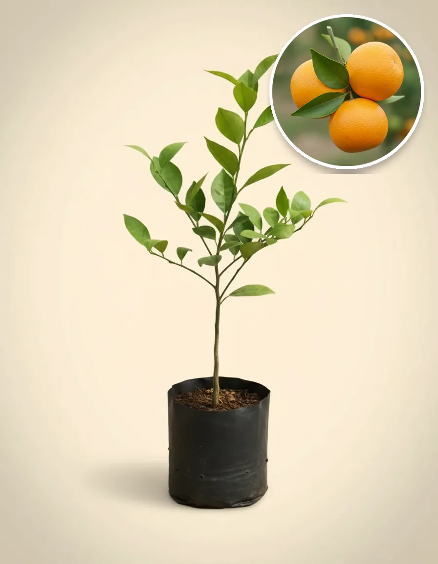 Citrus Siam Madu (Citrus siam) live botanical specimen