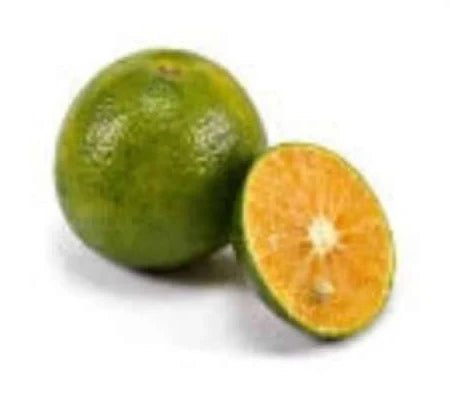 Citrus Sonkit (Citrus sonkit) live botanical specimen