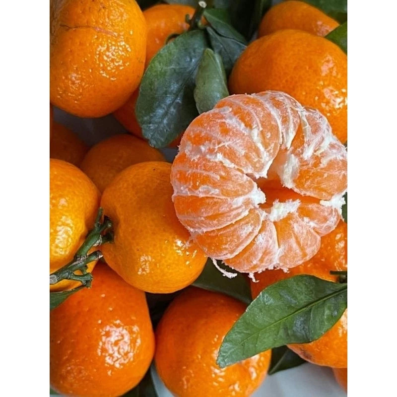 Citrus Tayam Madu (Citrus tayam) live botanical specimen