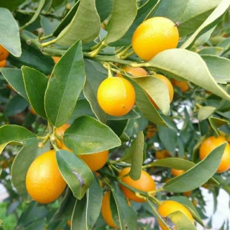 Citrus Tongheng (Citrus tongheng) live botanical specimen