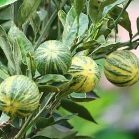 Citrus Variegata (Citrus variegata) live botanical specimen