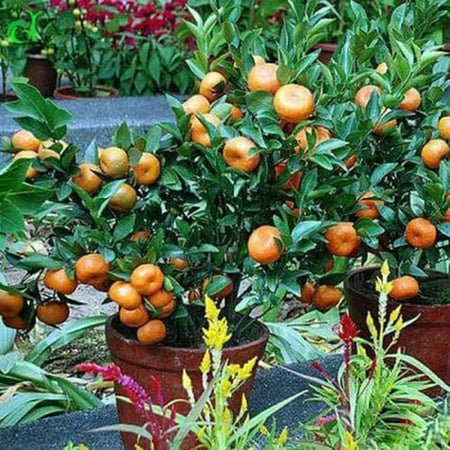 Citrus Wogan (Citrus wogan) live botanical specimen