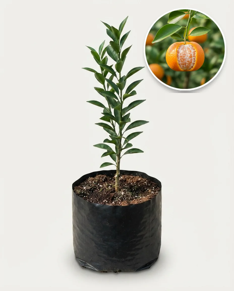 Citruskip (Citruskip sp.) live botanical specimen