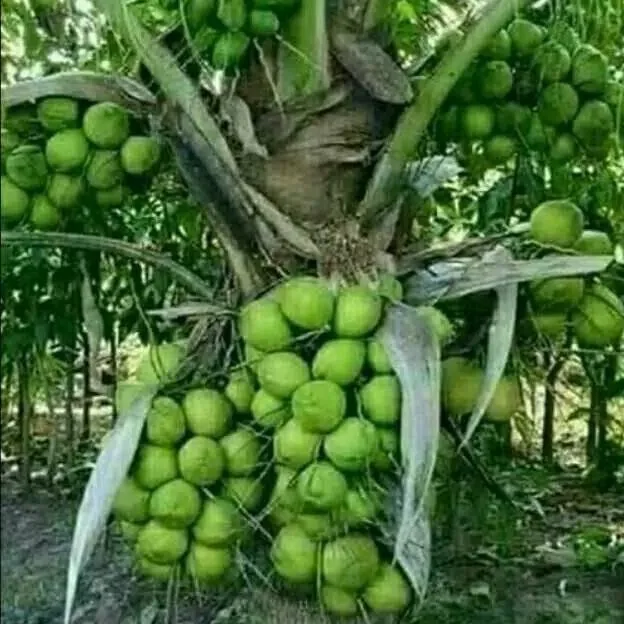 Coconut Hibrida Short