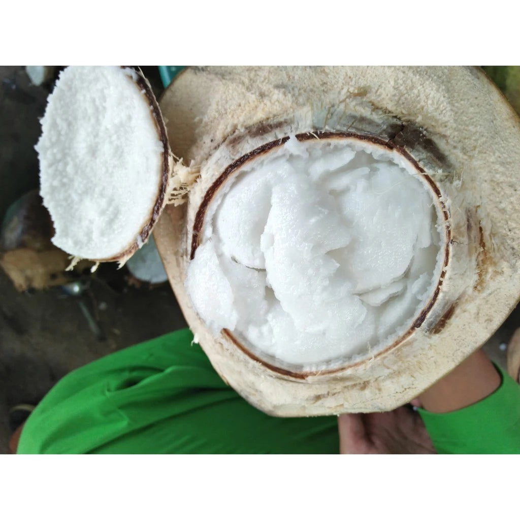 Coconut Kopyor Short