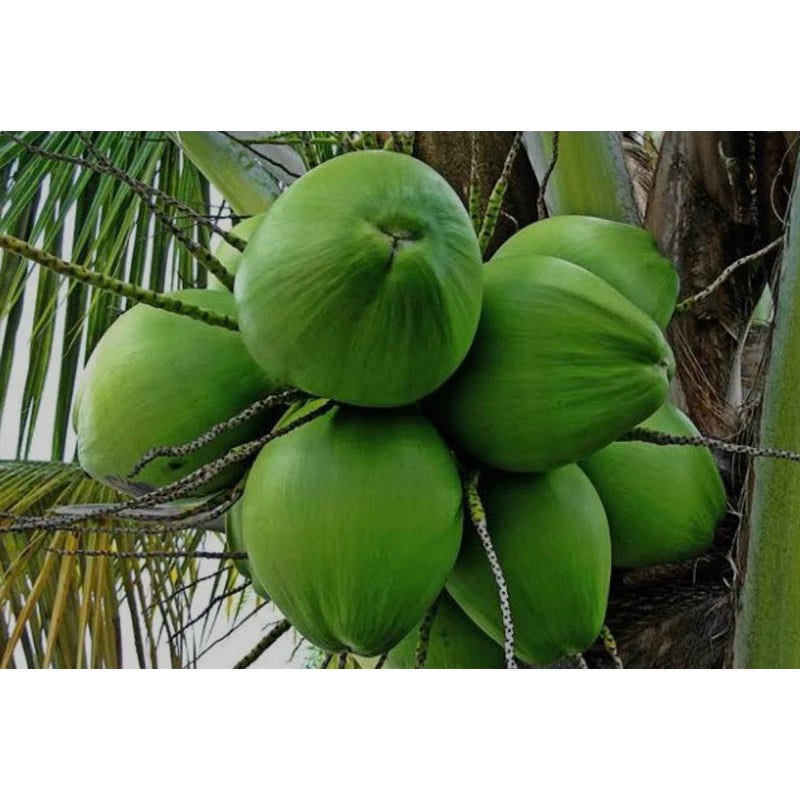 Coconut Wulung (Coconut wulung) live botanical specimen