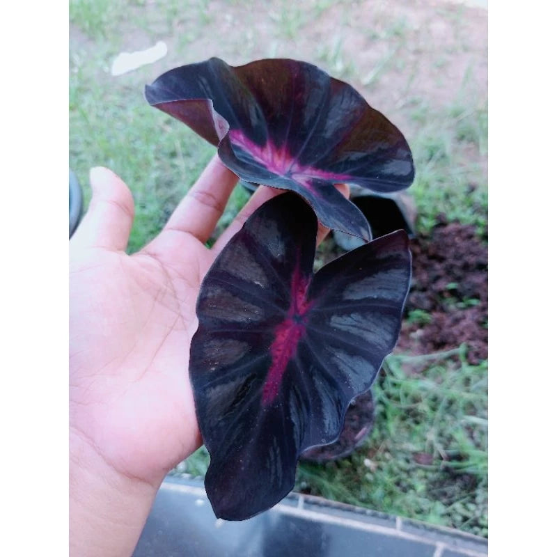 Colocasia Bagaskara