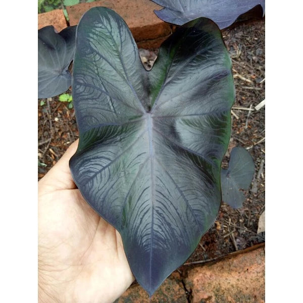 Colocasia Black Coral