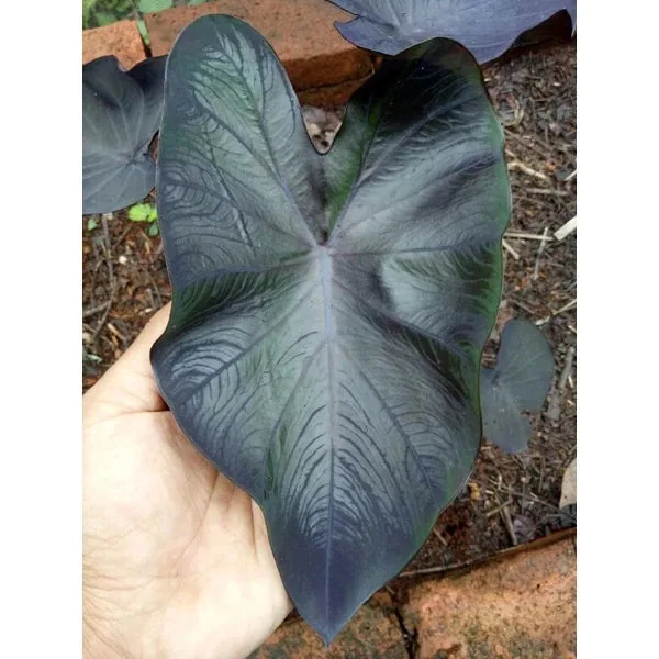 Colocasia Black Coral