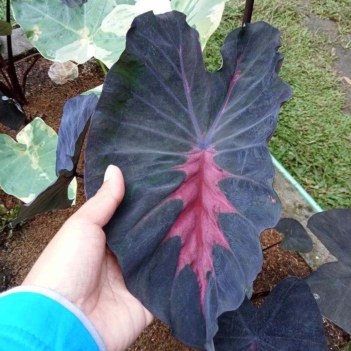Colocasia Black Diamond