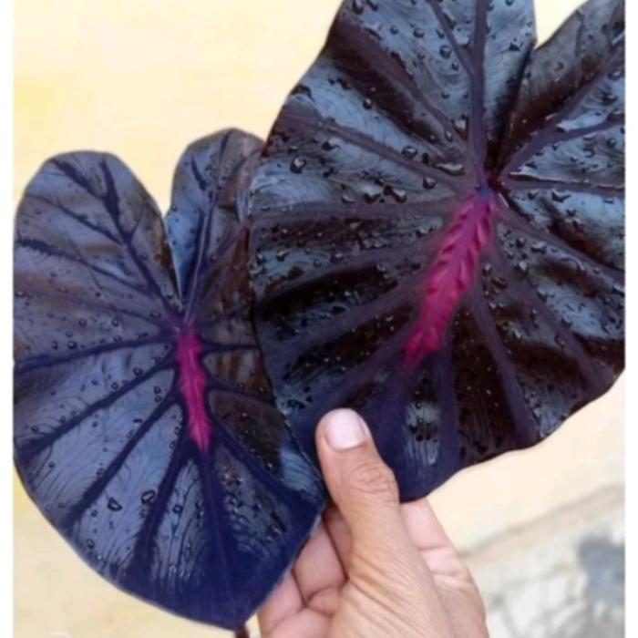 Colocasia Black Lava