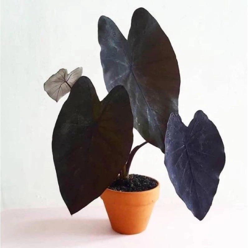 Colocasia Black Magic (Colocasia black) live botanical specimen