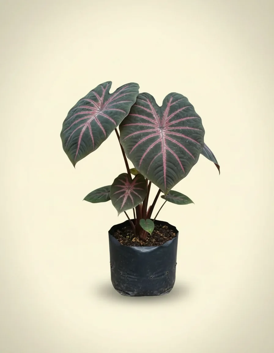 Colocasia Black Spider — Export Grade A+ from Java & Sumatra, Indonesia