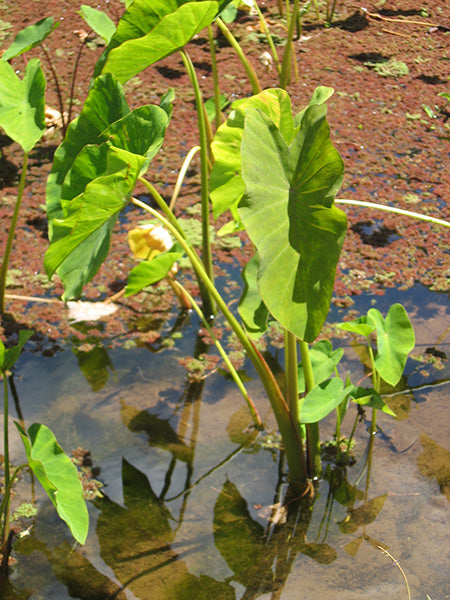 Colocasia Esculenta (Colocasia esculenta) live botanical specimen
