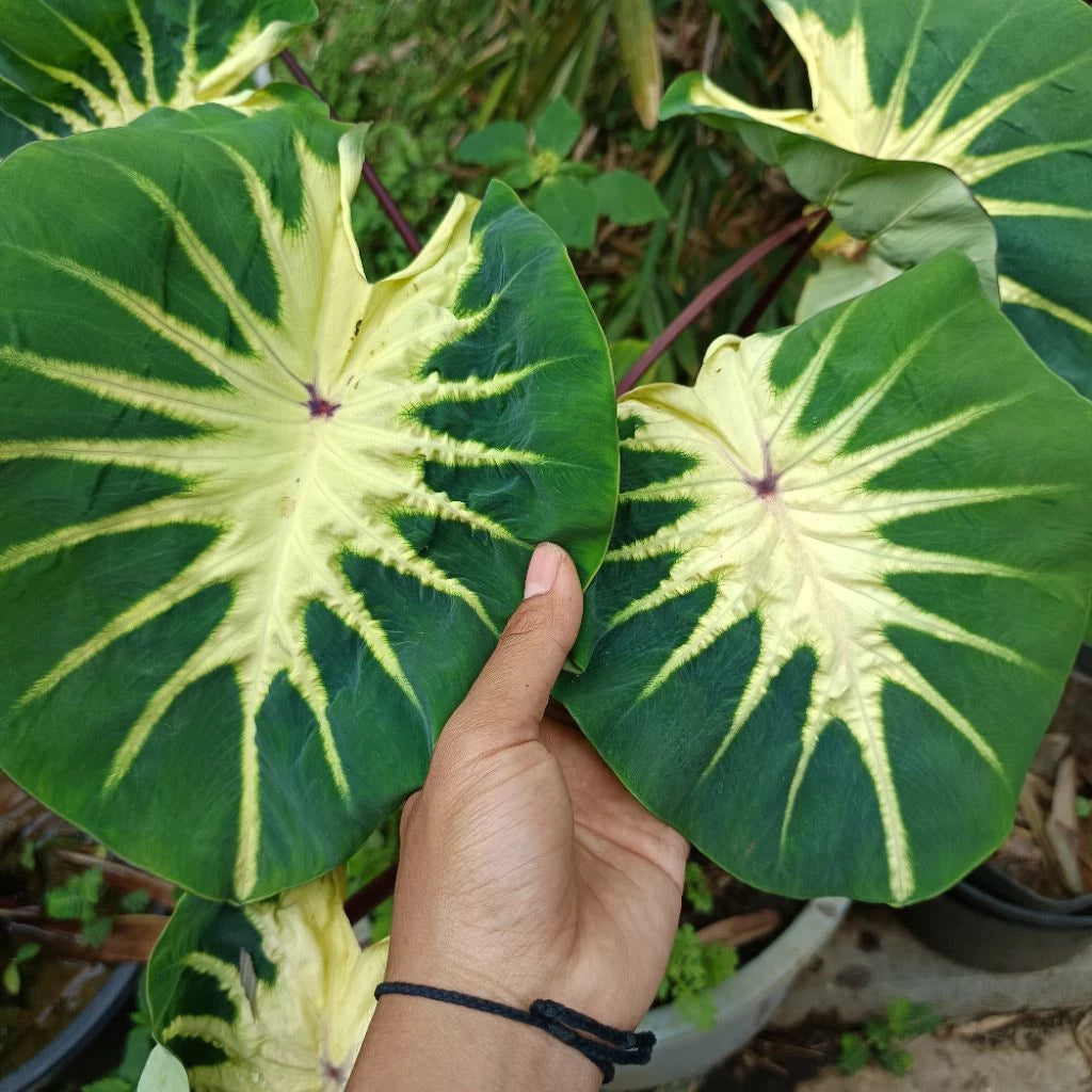 Colocasia Full Moon Hybrid (Colocasia full) live botanical specimen