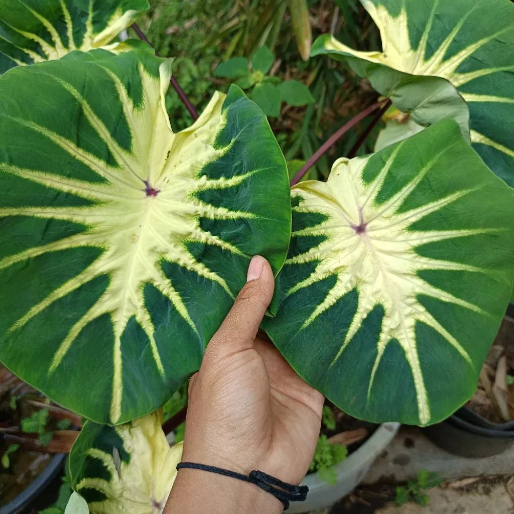 Colocasia Full Moon Hybrid
