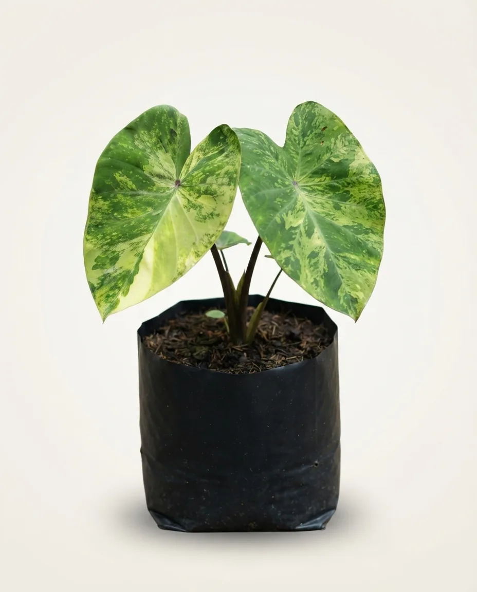 Colocasia Gayatri
