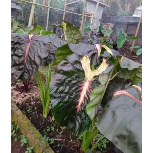 Colocasia Hello Star (Colocasia hello) live botanical specimen