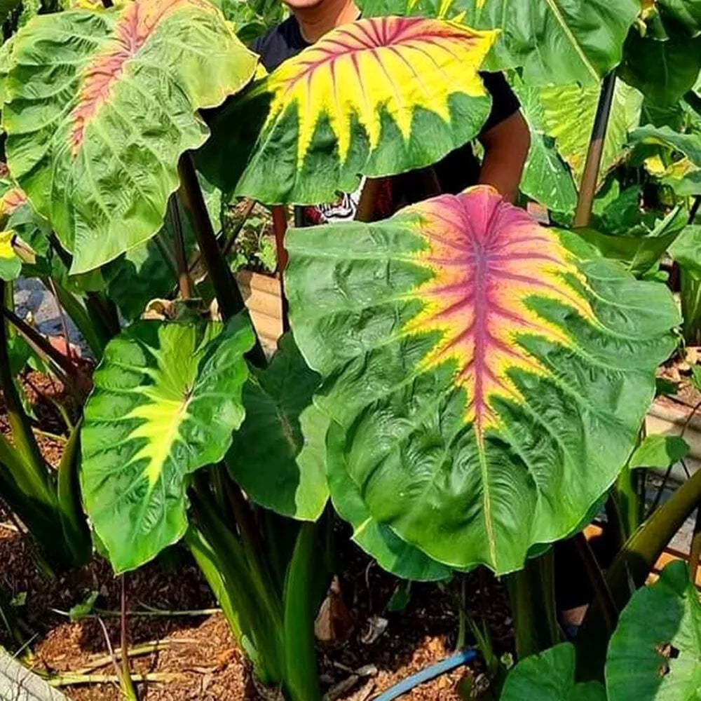 Colocasia Light Pillar (Colocasia light) live botanical specimen