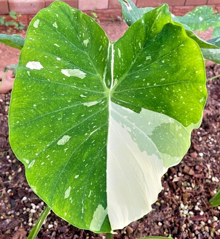 Colocasia Milky Way (Colocasia milky) live botanical specimen