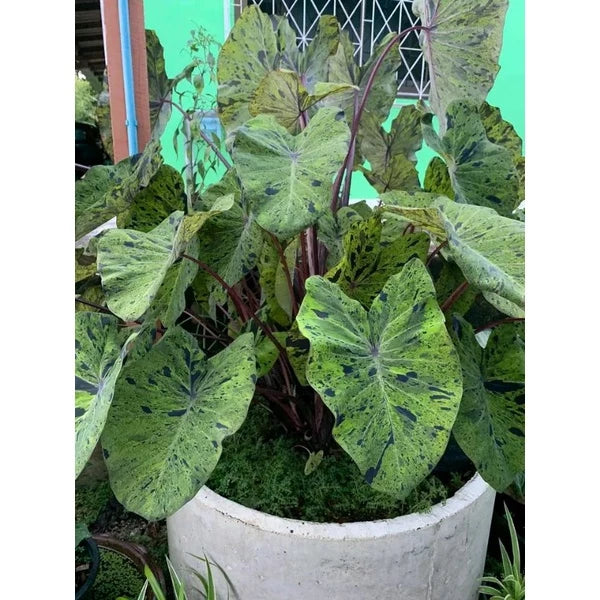 Colocasia Mojito (Colocasia mojito) live botanical specimen