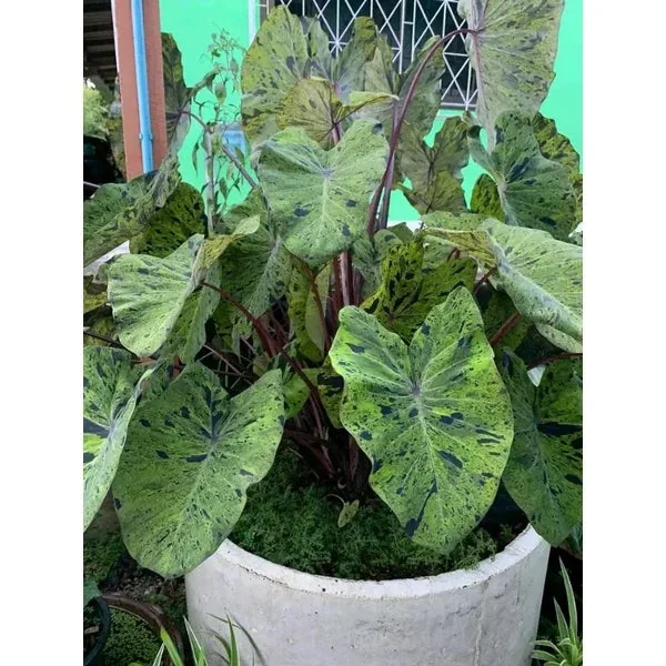 Colocasia Mojito