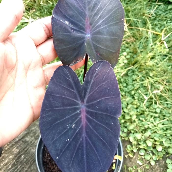 Colocasia Nirmala (Colocasia nirmala) live botanical specimen