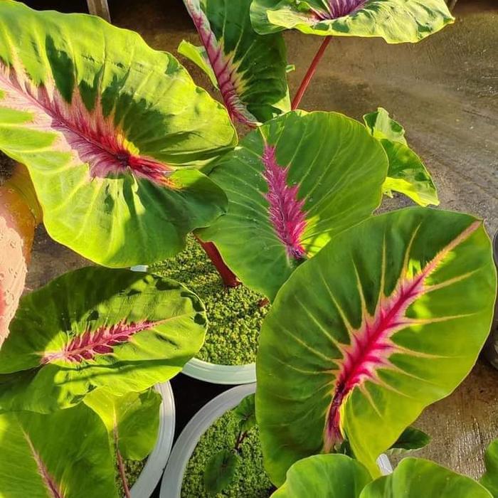 Colocasia Papua (Colocasia papua) live botanical specimen
