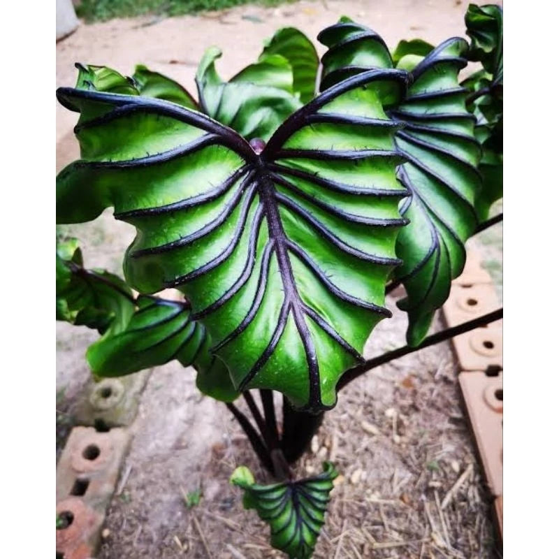 Colocasia Pharaoh Mask (Colocasia pharaoh) live botanical specimen
