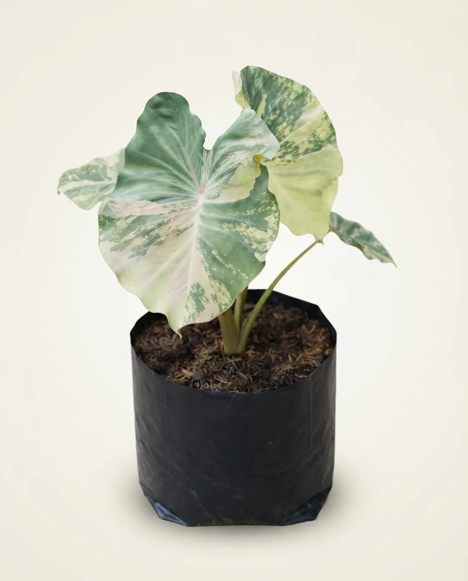 Colocasia Punggawa Pink